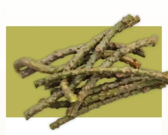 Cut giloy stems, green and knotted