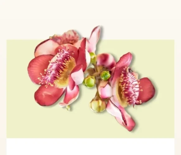 Nagkesar blossoms, pink petals with pale centres