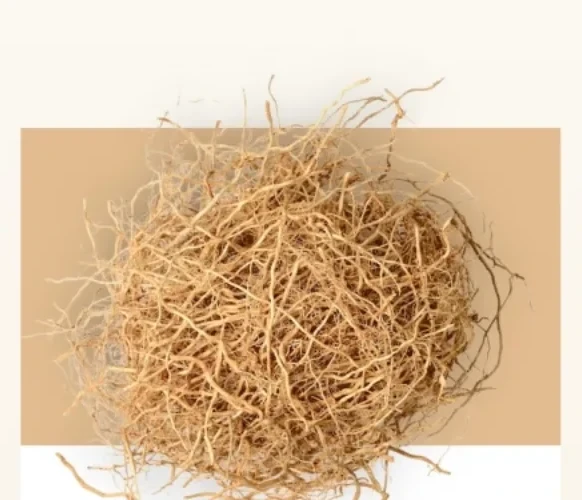 A tangled nest of fine vetiver roots